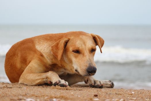 A yellow dog lying on the beach to escape the heat