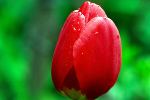 Closeup of nice red tulip head against green leaves background