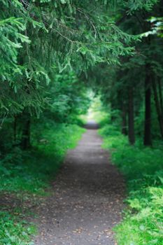 Nice nature summer background. A path in a green coniferous forest