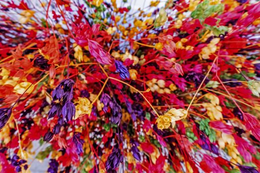 close up colorful dried flowers