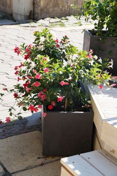 decorative flowers in a rectangular planter on the street near a cafe.