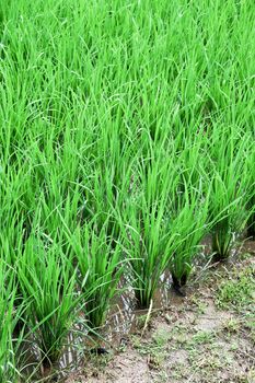 green Rice field at Nan Province,Thailand