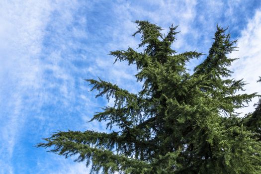An ancient pine tree overlooking the blue sky and clouds.