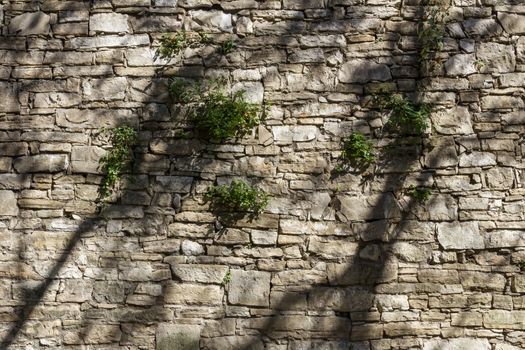 The shadows of trees dancing on the wall, like spirits.