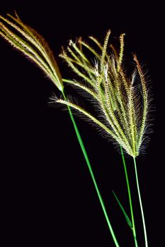 Flower of Swallen Finger grass in black background