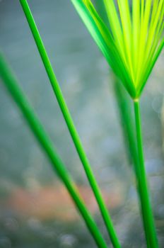 Cyperus Umbrella plant and the reflection of light on water surface