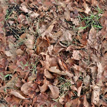 Photo realistic seamless texture pattern of autumn leaves on a forest ground