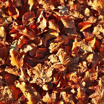 Photo realistic seamless texture pattern of autumn leaves on a forest ground