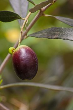 A single ripe olive fruit on a twig with leaves