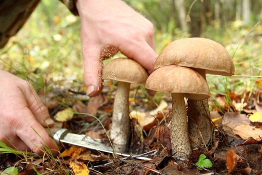 Human hands cut off large forest mushrooms boletus with a knife