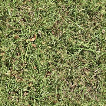 Photo realistic seamless grass texture in high resolution with more than 6 megapixel