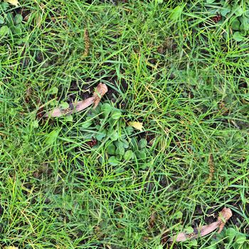 Photo realistic seamless grass texture in high resolution with more than 6 megapixel