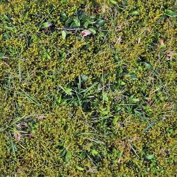 Photo realistic seamless grass texture in high resolution with more than 6 megapixel