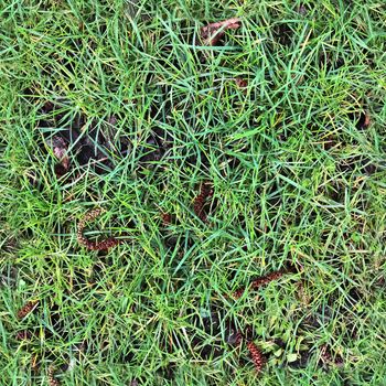 Photo realistic seamless grass texture in high resolution with more than 6 megapixel