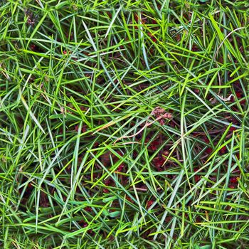 Photo realistic seamless grass texture in high resolution with more than 6 megapixel