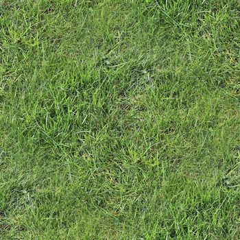 Photo realistic seamless grass texture in high resolution with more than 6 megapixel