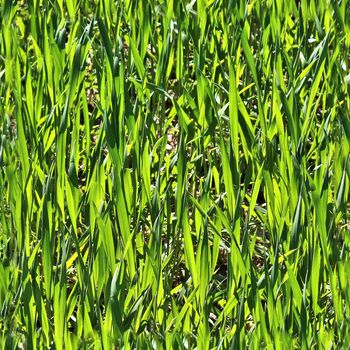 Photo realistic seamless grass texture in high resolution with more than 6 megapixel