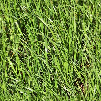 Photo realistic seamless grass texture in high resolution with more than 6 megapixel