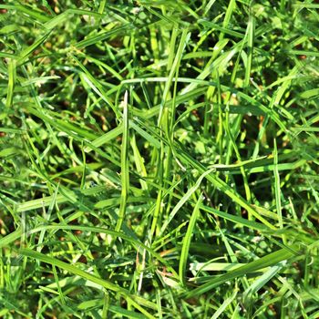 Photo realistic seamless grass texture in high resolution with more than 6 megapixel