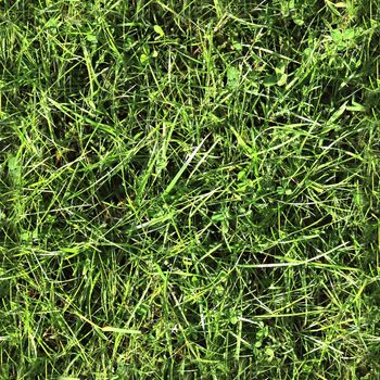 Photo realistic seamless grass texture in high resolution with more than 6 megapixel