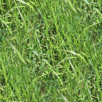 Photo realistic seamless grass texture in high resolution with more than 6 megapixel