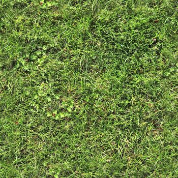 Photo realistic seamless grass texture in high resolution with more than 6 megapixel