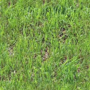 Photo realistic seamless grass texture in high resolution with more than 6 megapixel