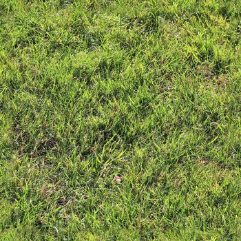 Photo realistic seamless grass texture in high resolution with more than 6 megapixel