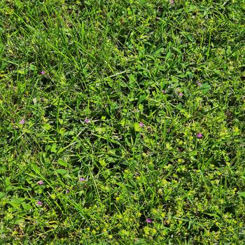 Photo realistic seamless grass texture in high resolution with more than 6 megapixel