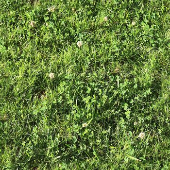 Photo realistic seamless grass texture in high resolution with more than 6 megapixel