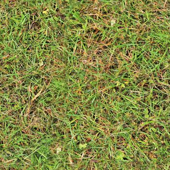 Photo realistic seamless grass texture in high resolution with more than 6 megapixel