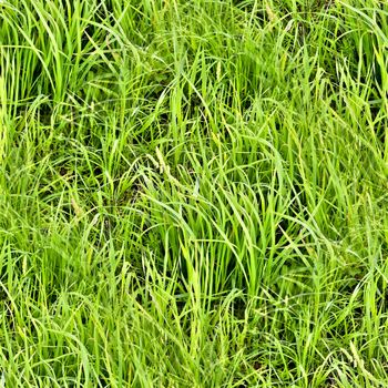 Photo realistic seamless grass texture in high resolution with more than 6 megapixel