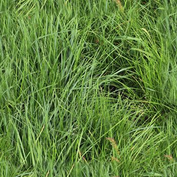 Photo realistic seamless grass texture in high resolution with more than 6 megapixel