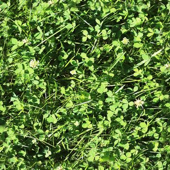 Photo realistic seamless grass texture in high resolution with more than 6 megapixel