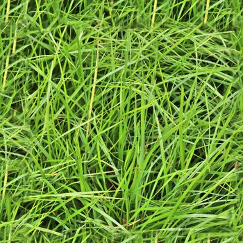 Photo realistic seamless grass texture in high resolution with more than 6 megapixel