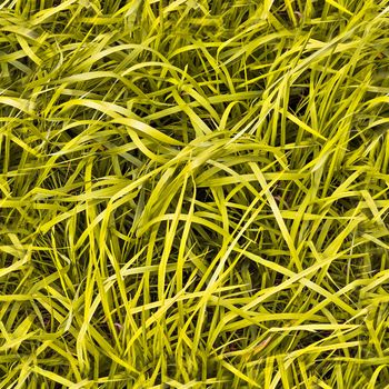 Photo realistic seamless grass texture in high resolution with more than 6 megapixel