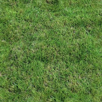 Photo realistic seamless grass texture in high resolution with more than 6 megapixel