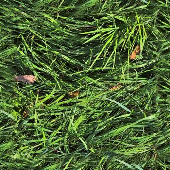 Photo realistic seamless grass texture in high resolution with more than 6 megapixel