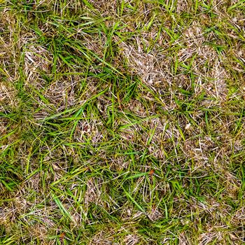 Photo realistic seamless grass texture in high resolution with more than 6 megapixel