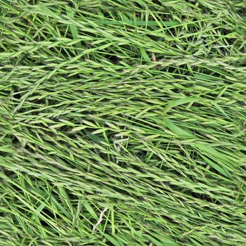 Photo realistic seamless grass texture in high resolution with more than 6 megapixel