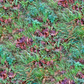 Photo realistic seamless grass texture in high resolution with more than 6 megapixel