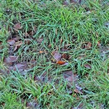 Photo realistic seamless grass texture in high resolution with more than 6 megapixel