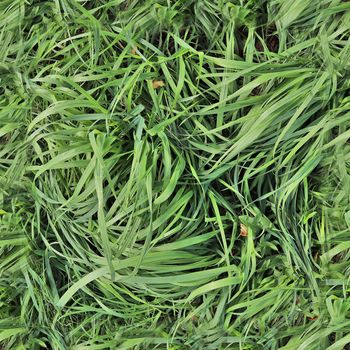 Photo realistic seamless grass texture in high resolution with more than 6 megapixel