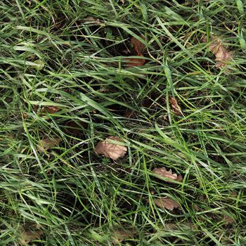 Photo realistic seamless grass texture in high resolution with more than 6 megapixel