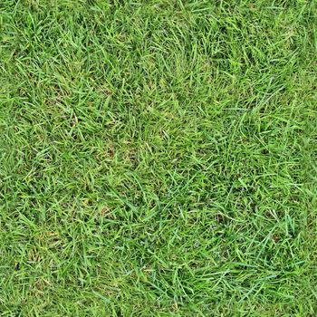 Photo realistic seamless grass texture in high resolution with more than 6 megapixel