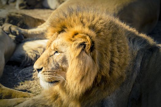 A male Lion looking into the distance while relaxing in the sunshine in the outdoors