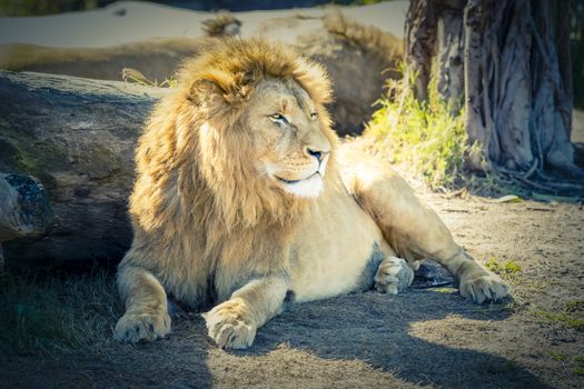 A male Lion looking into the distance while relaxing in the sunshine in the outdoors