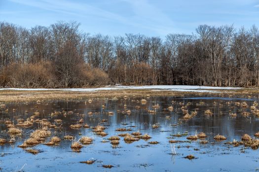 Flooded trees and frozen water in the floodplain of the river at the thaws. Spring.