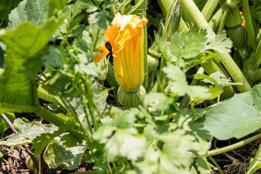 Round pumpkin with flower ready to harvest. self consumption. organic product