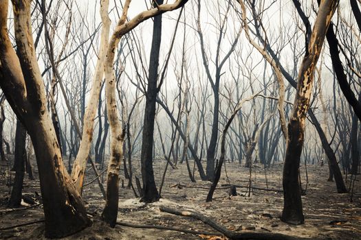 Gum trees burnt by severe bushfire in The Blue Mountains in Australia